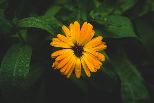 Close-up of a vivid yellow flower with dew drops showing natural beauty in a summer garden.