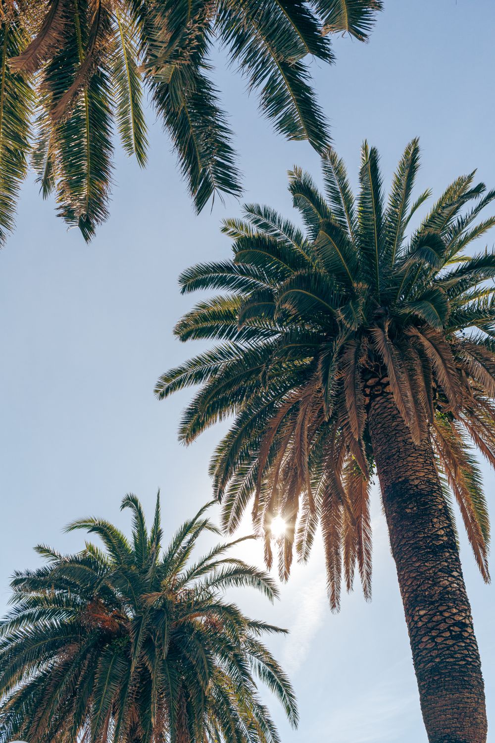 Low Angle Shot of Palm Trees against Blue Sky · Free Stock Photo