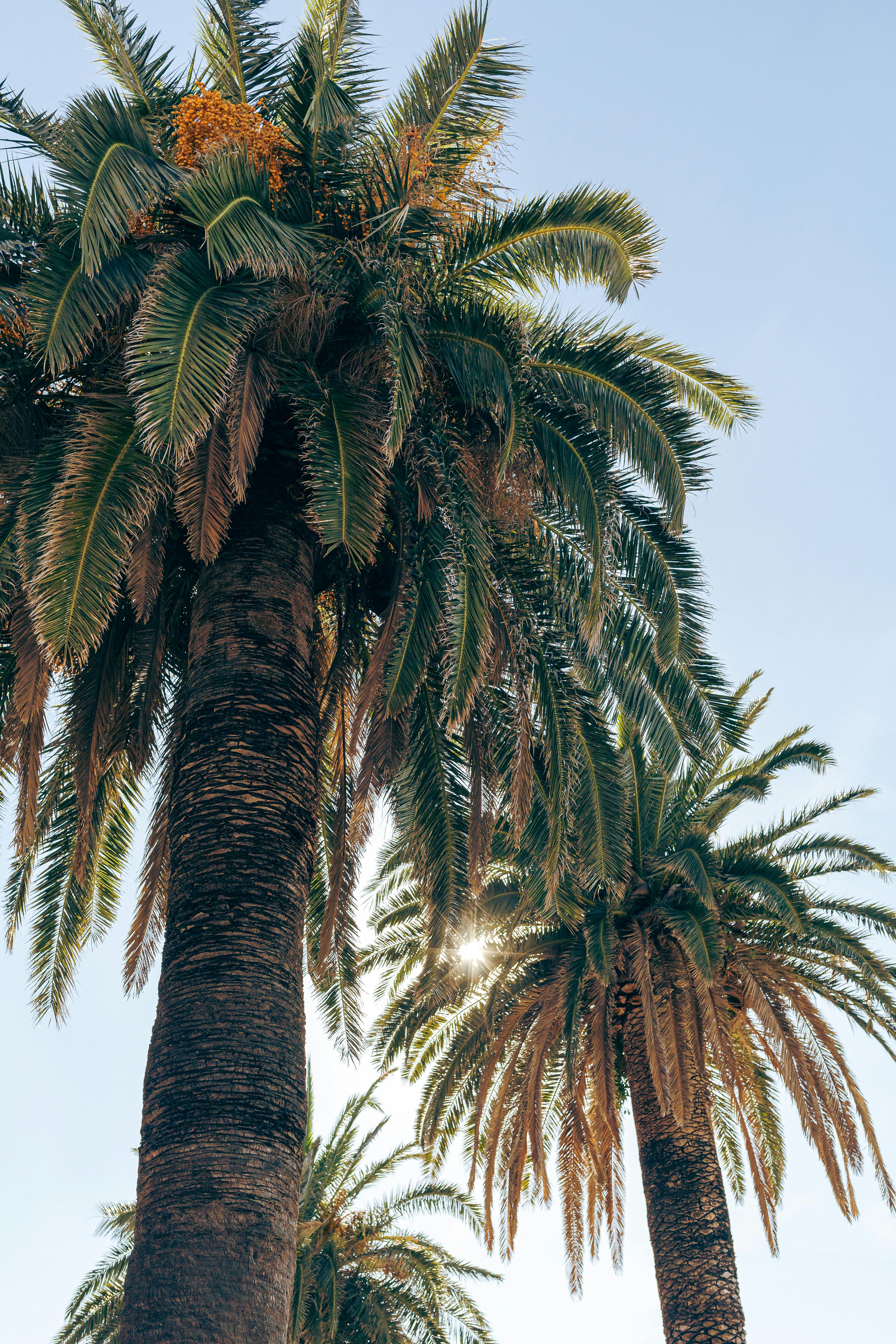 Majestic palm trees basking in sunlight with clear blue sky.