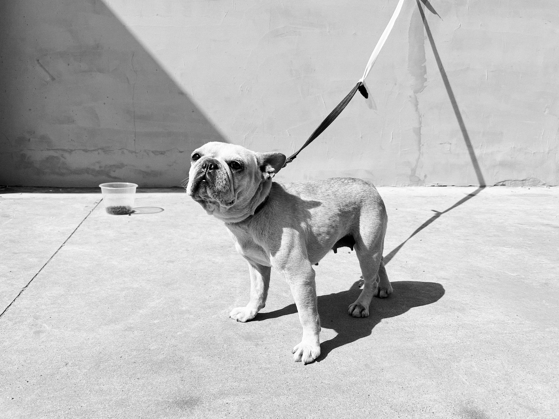 A Bulldog Puppy on a Leash