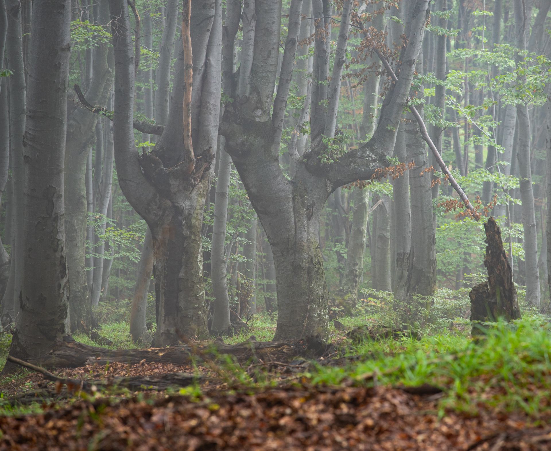 Mysterious beech forest in foggy landscape, Bosnia and Herzegovina.