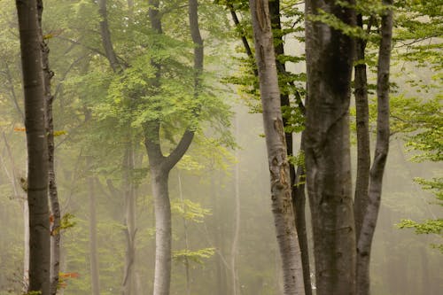 Foto d'estoc gratuïta de boira, bosc, boscos