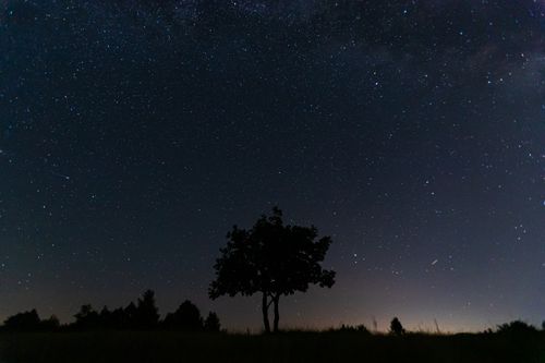 Free A silhouette of a tree under a star-filled night sky in Bosnia and Herzegovina. Stock Photo