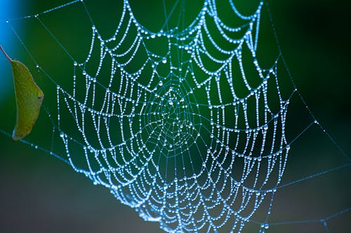 Close Up of Water Drops on Spider Web