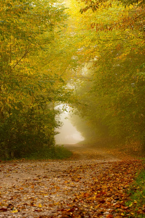 Footpath Between Trees in Forest in Autumn