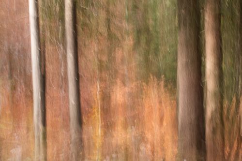 Free Artistic abstract view of trees in an autumn forest, captured with motion blur technique. Stock Photo