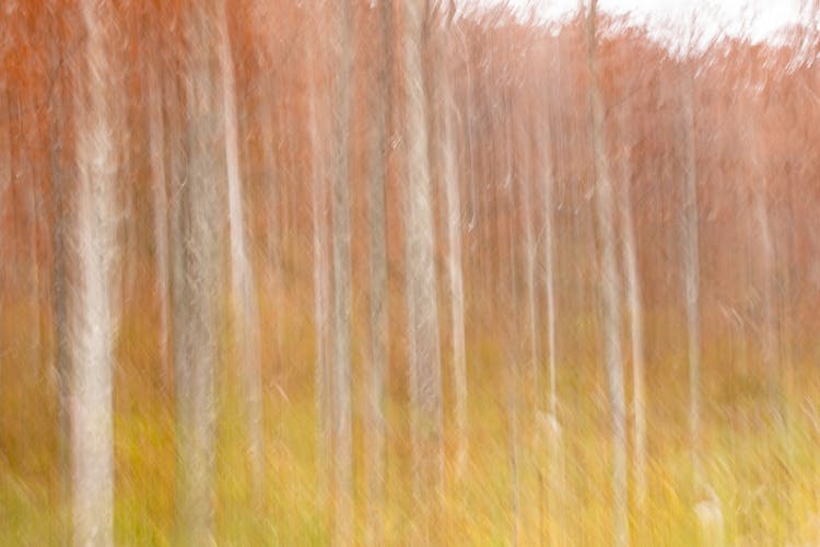 Bokeh Forest Landscape 