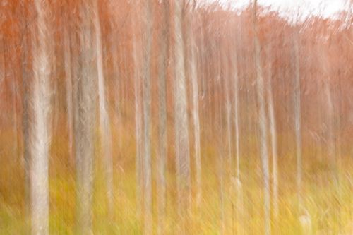 Free Blurred image of an autumn forest capturing abstract vertical lines of trees and foliage. Stock Photo