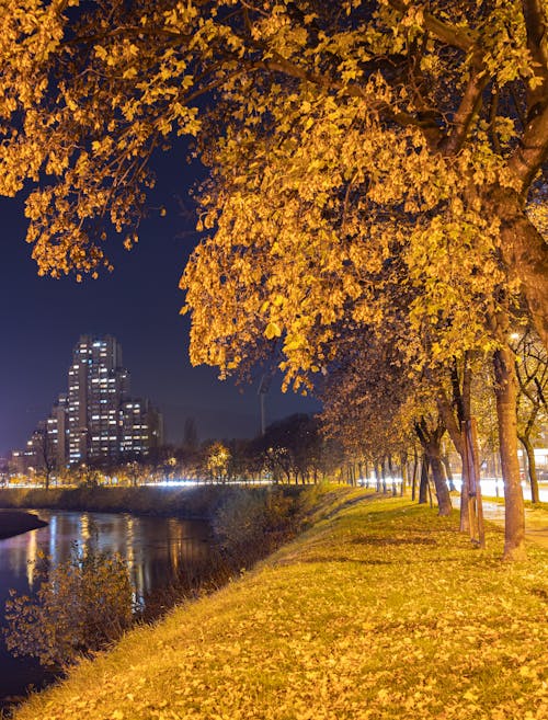 Trees by a River 