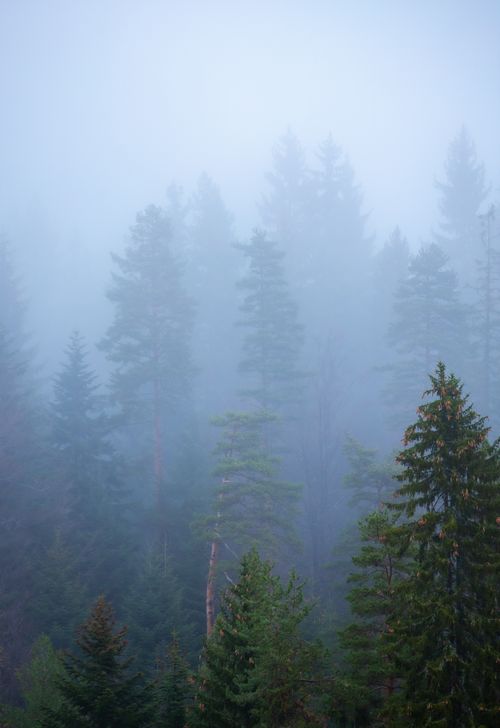 Free Misty forest of conifer trees enveloped in atmospheric fog and moody haze. Stock Photo