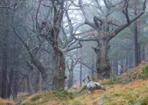 Бесплатное стоковое фото с деревья, дымка, лес