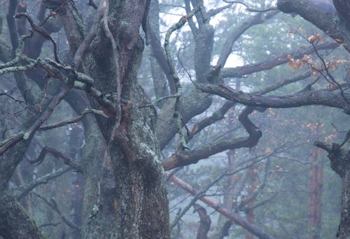 Gratis lagerfoto af dis, efterår, grene