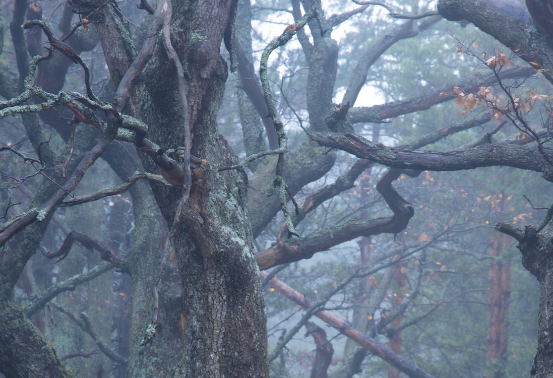 Безкоштовне стокове фото на тему «гілки, дерева, імла»