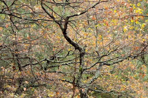 Бесплатное стоковое фото с ветви, деревья, желтые листья