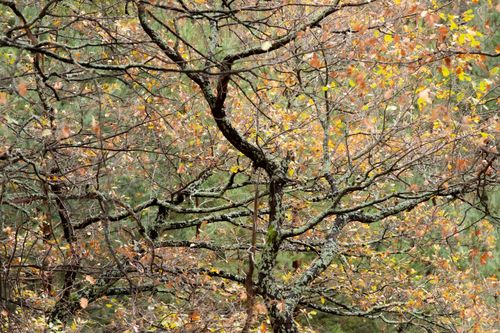 Free Close-up of tree branches with autumn leaves in a forest. Stock Photo
