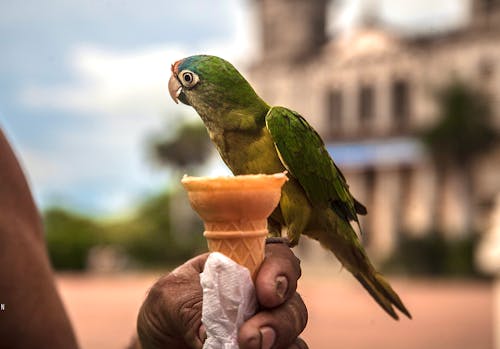 Parrot Sitting on Ice Cream Cone