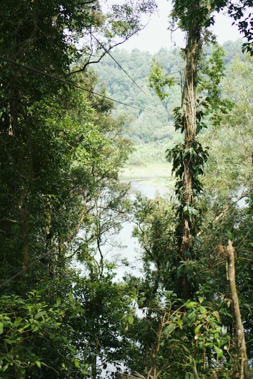 Trees in Tropical Forest 