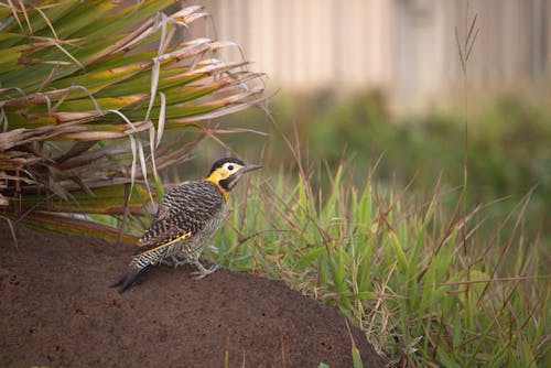 Close-up of a Campo Flicker