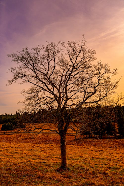 Free A Leafless Tree on a Field at Sunset  Stock Photo