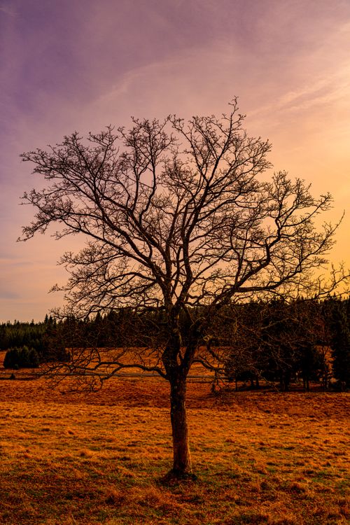 A Leafless Tree on a Field at Sunset · Free Stock Photo