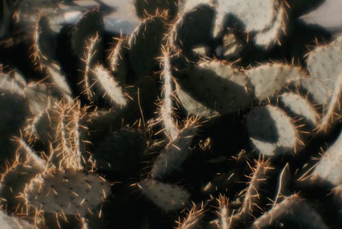 Close-up of Prickly Pear Cacti 