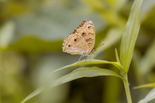 бесплатная Бесплатное стоковое фото с бабочка, бабочки, животное Стоковое фото