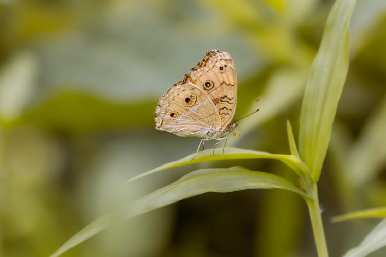 A Butterfly On A Leaf