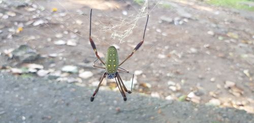 Free stock photo of spider, spider web Stock Photo