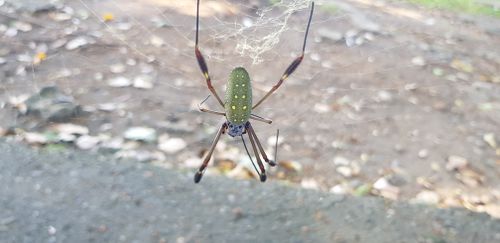 Free stock photo of spider, spider web Stock Photo