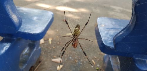 Free stock photo of spider, spider webs Stock Photo