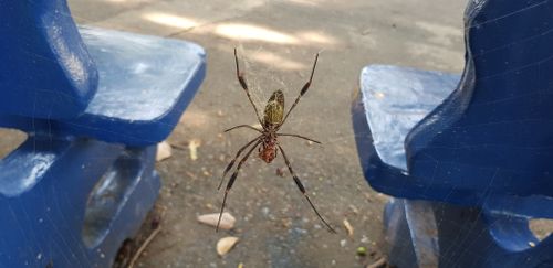 Free stock photo of spider, spider web Stock Photo