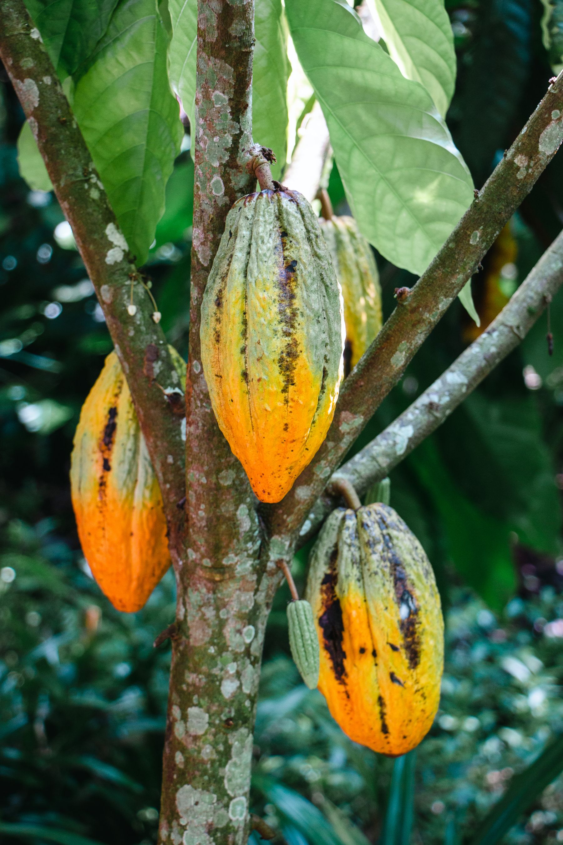 Ripe cacao pods on the tree