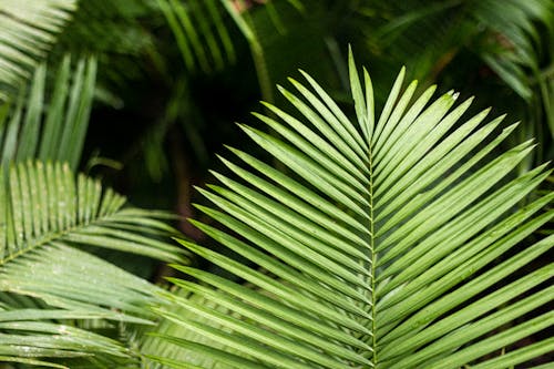 Exotic Plant Leaves