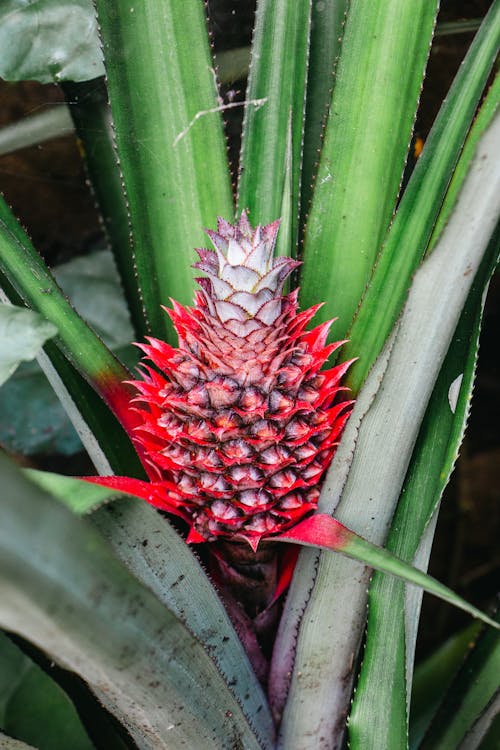 Close up of Tropical Fruit