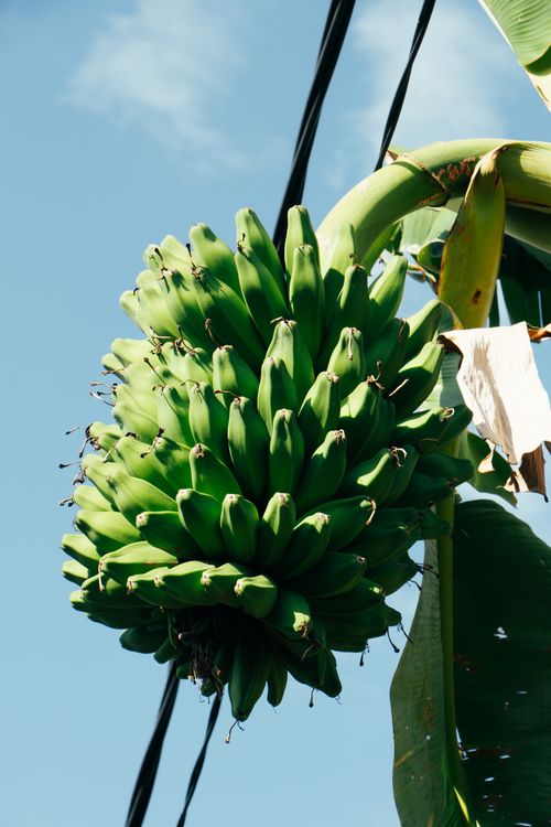 Free A cluster of unripe green bananas hanging under a clear blue tropical sky. Stock Photo