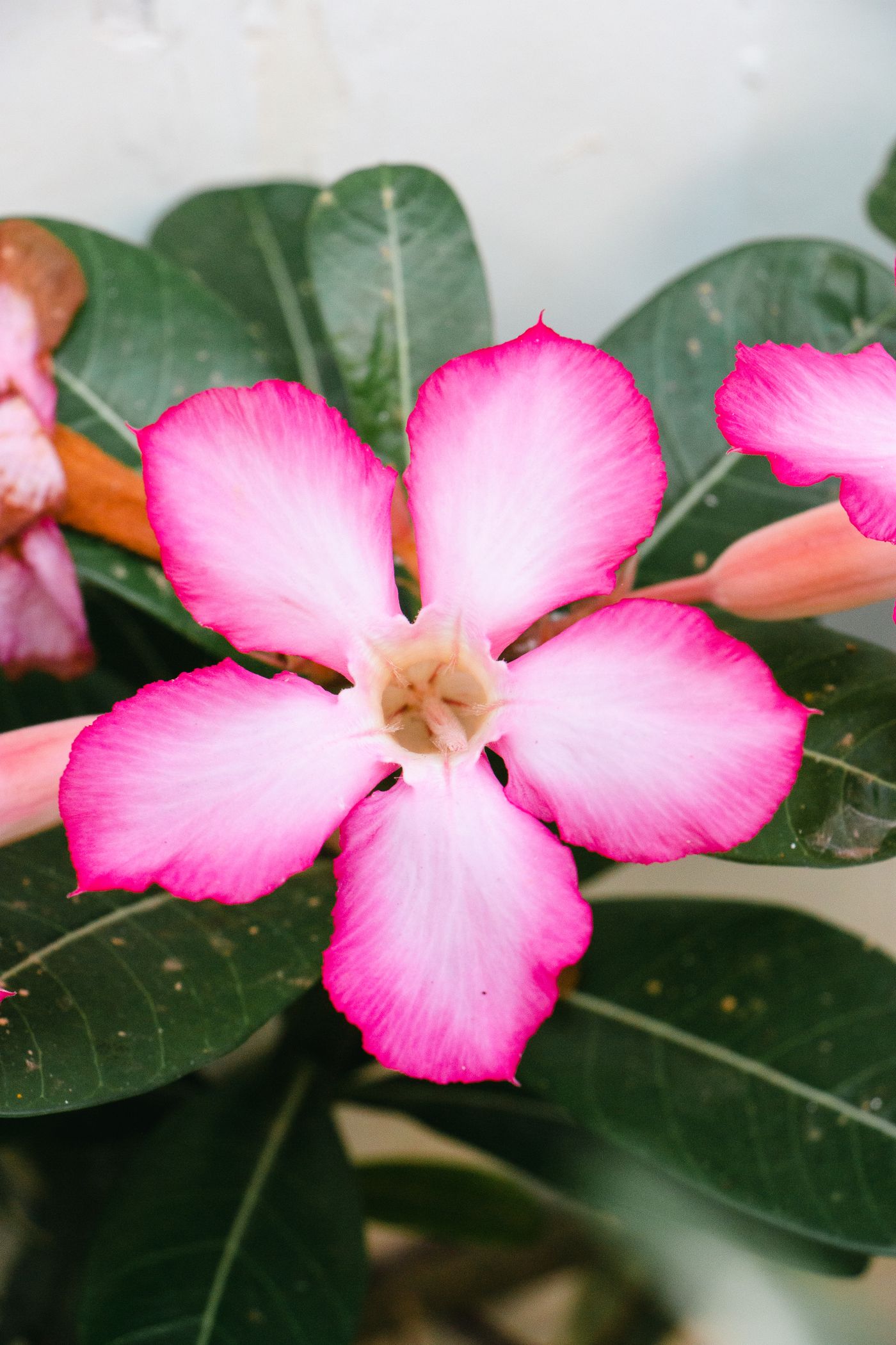 Foto de stock de adenium: pétalas brancas com bordas pink