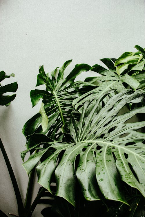 Základová fotografie zdarma na téma listy, monstera, příroda