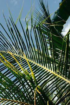 Vibrant green palm fronds against a clear blue sky, showcasing tropical flora.