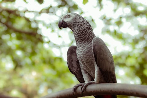 Close up of Grey Parrot