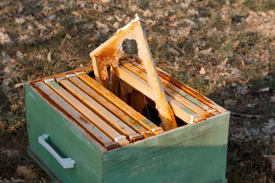 Detailed view of a wooden beehive with a honey-laden frame in a natural setting showcasing the art of beekeeping.