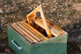 Wooden hive box with a comb frame lifted out — photo by Zakhar Vozhdaienko on Pexels