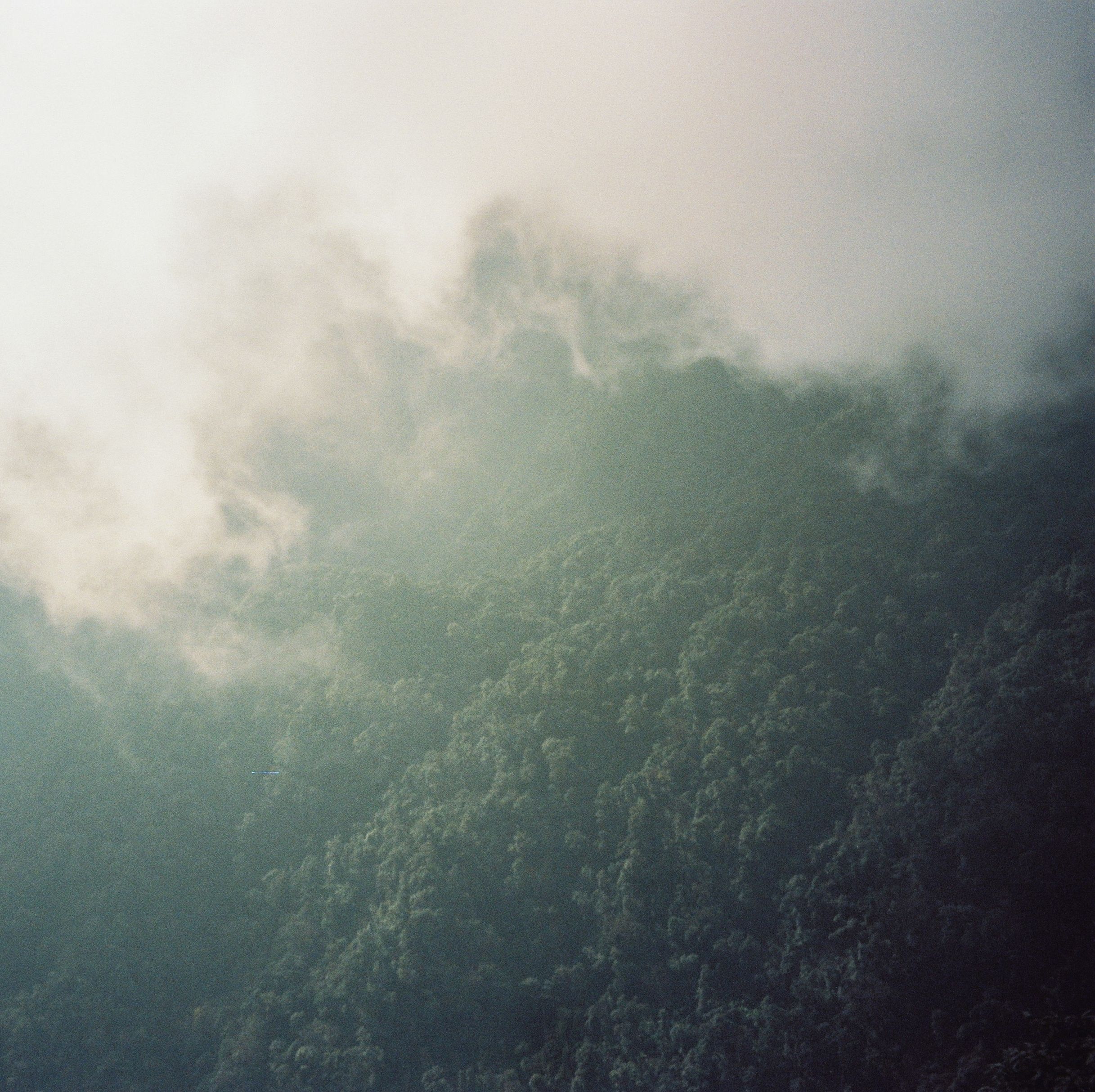 A captivating misty forest landscape with dense fog enveloping lush green trees.