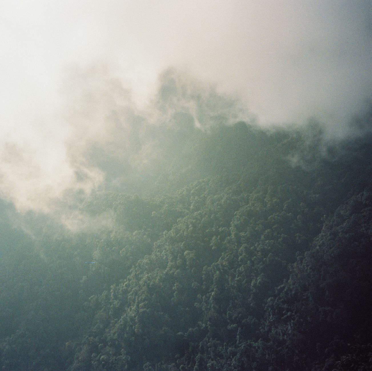A captivating misty forest landscape with dense fog enveloping lush green trees.