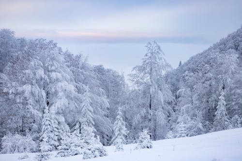 Forest in Winter