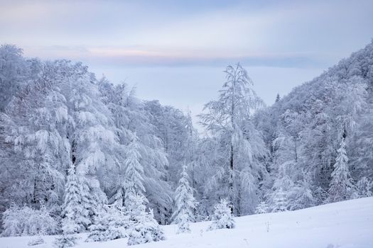 A tranquil winter scene of snow-covered trees in a Bosnian forest at dusk.