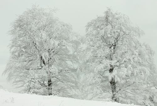 Gratis Fotos de stock gratuitas de árbol, arboles, blanco como la nieve Foto de stock