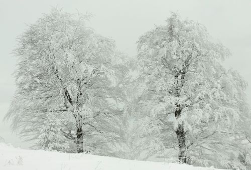 Free Snow-laden trees create a serene winter scene in Bosnia's countryside. Stock Photo