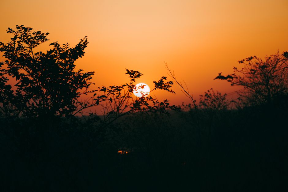 Beautiful silhouette of trees against a vibrant sunset sky in a forest landscape.