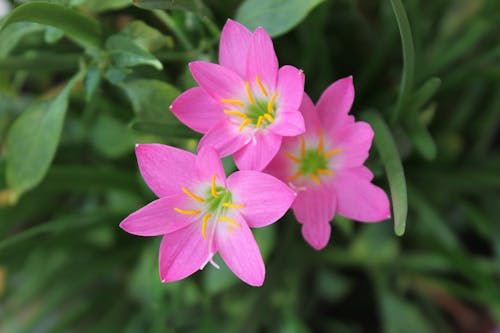 Foto d'estoc gratuïta de flors junts