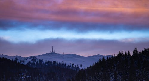 Fotos de stock gratuitas de anochecer, bosque, cielo rosa